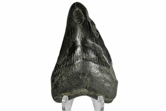 Bargain, Fossil Megalodon Tooth #168950